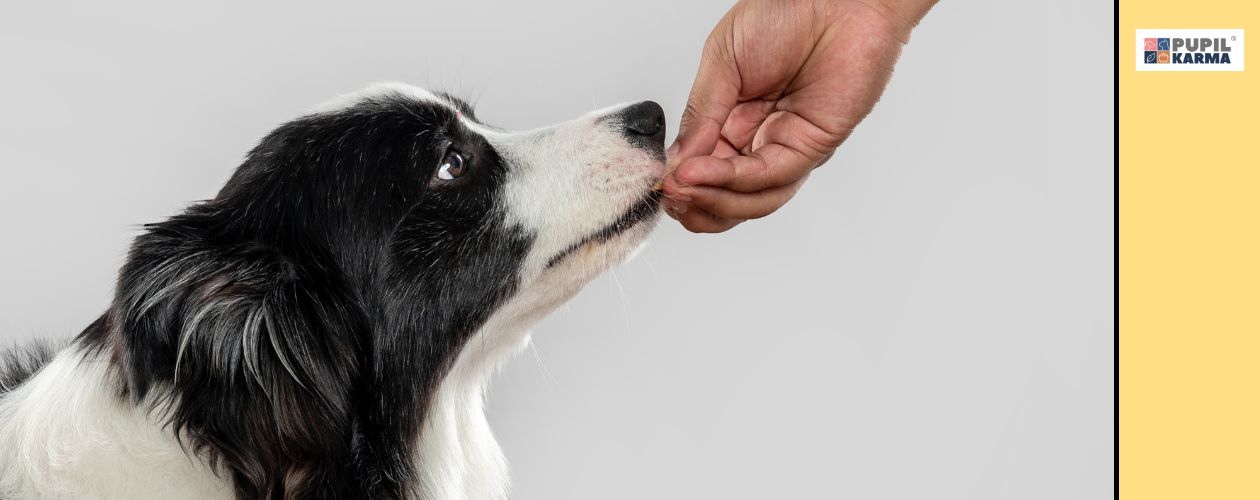 Zasada przeciwwarunkowania. Zblizenie głowy psa z profilu i ręki podającej psu karmę. Po prawej kolorowy pas i logo  pupilakra
